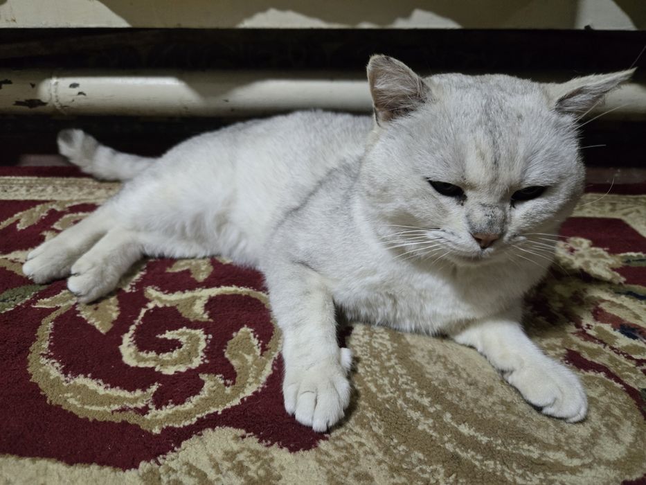 Серебристая британская шиншилла