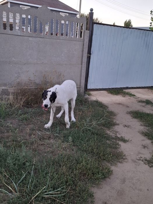 Алабай  Сао ургашы 7айлык