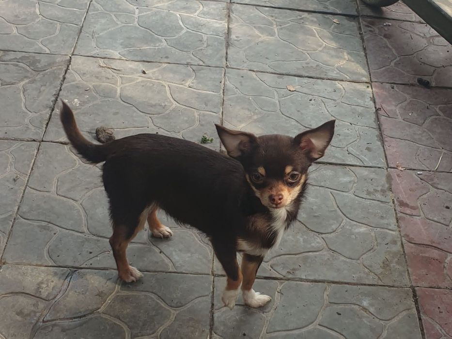 Красотка девочка чихуахуа