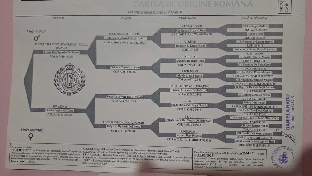 Cane Corso femelă junior, talie mare, pedigree FCI