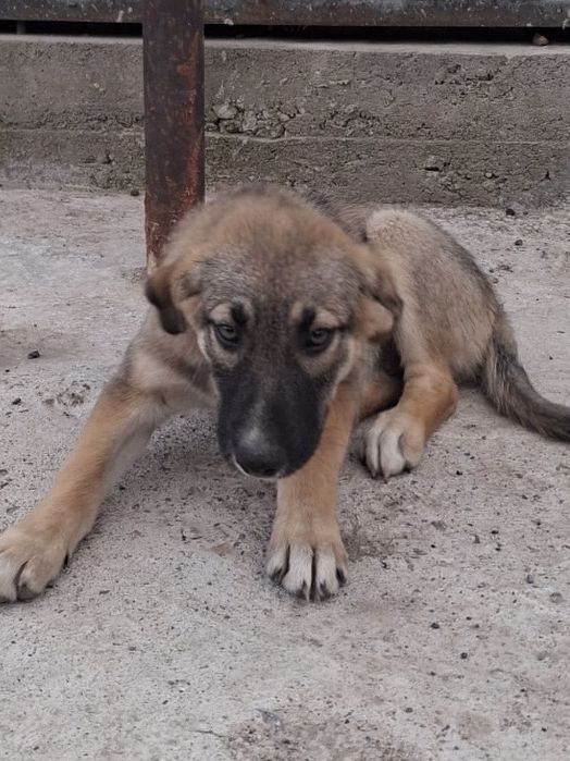 Кому нужен щенок. Туздыбастау.