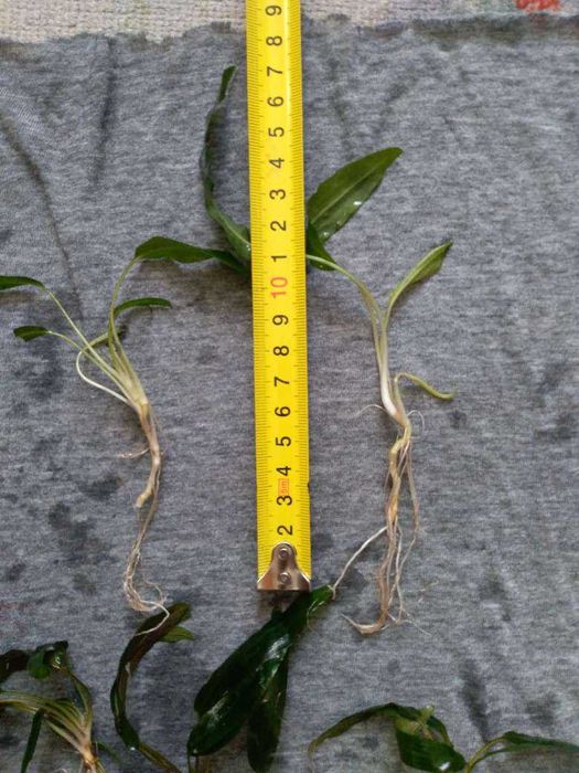 Растения за аквариум