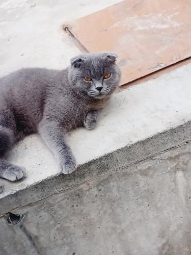 Creampie birinchi marta porno video