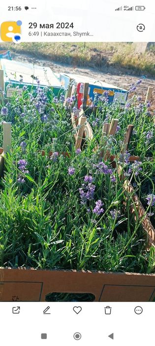 Лаванда,размарин