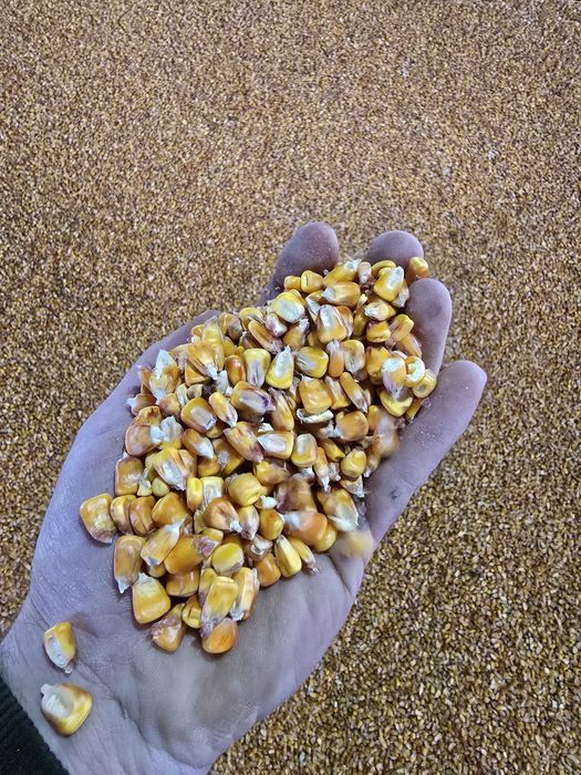 Vând porumb boabe