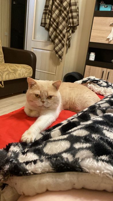 Отдам британского кота