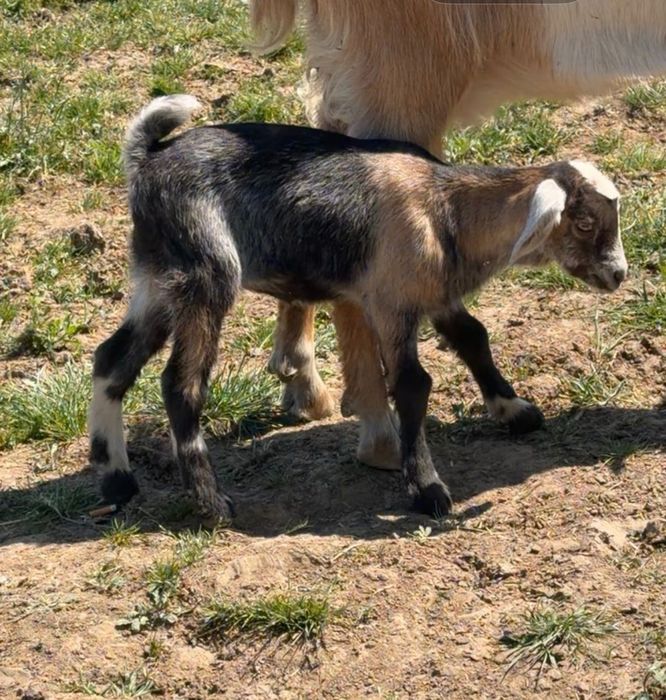 Capra de lapte..