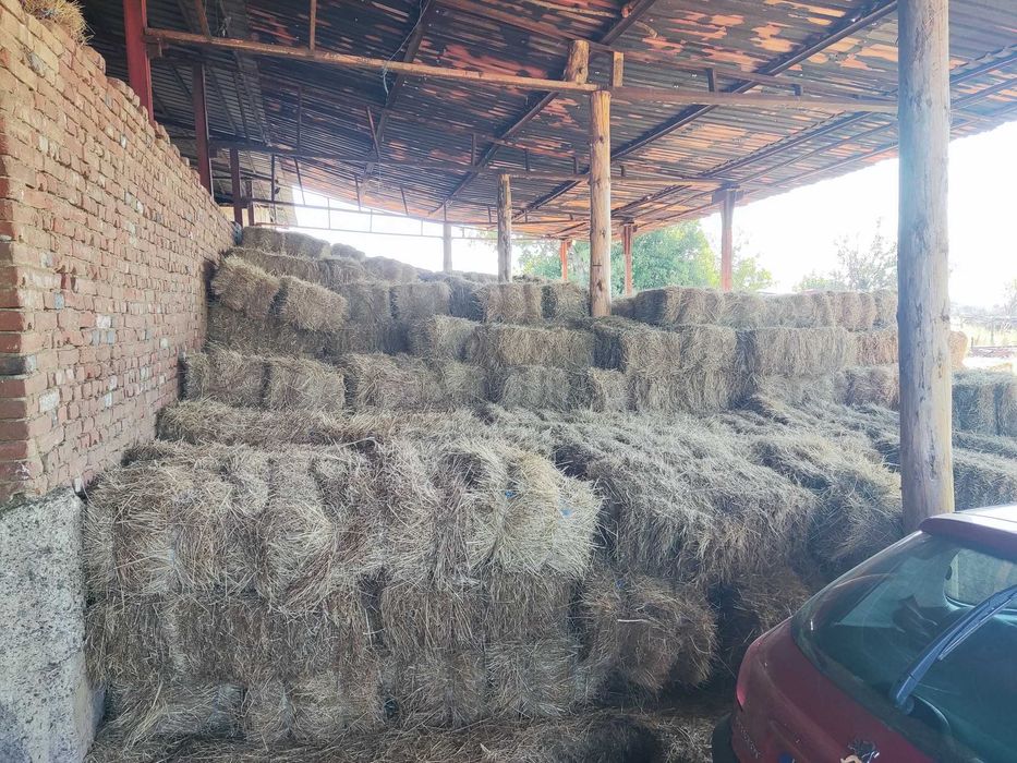 Бали сено, първи откос, реколта 2025