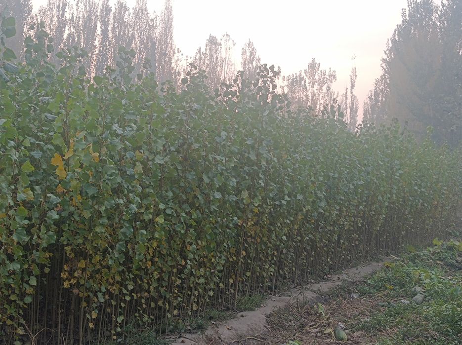 Terak kochat 1 yillik. Oʻzbekiston