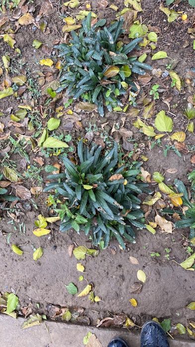 Белая ромашка Нивяник