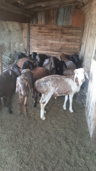 Семіз кои кошкар