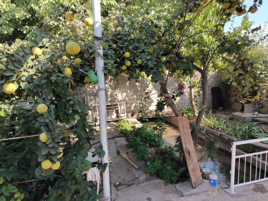 Sotilladi hovli 4,5 sotih Tovoqsoy Продается дача 4.5 соток Таваксай