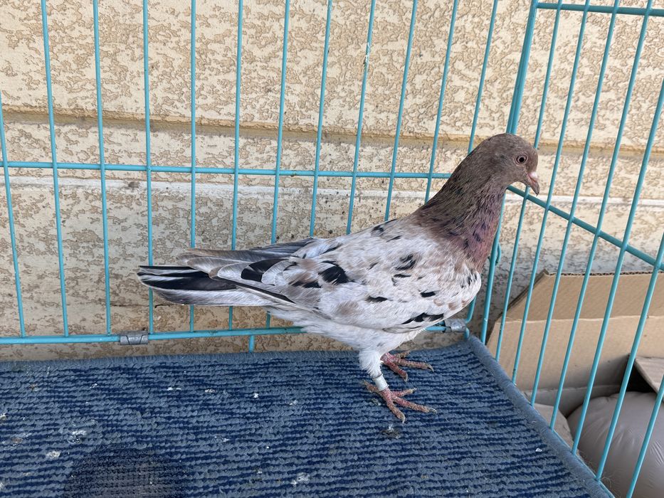 Челкар голубка