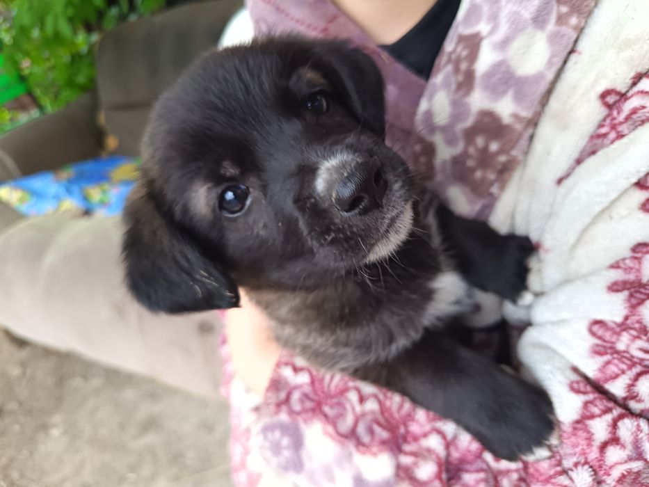 Отдам девочку в хорошие руки