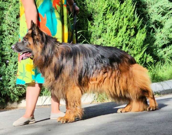 Вязка немецкой авчарки