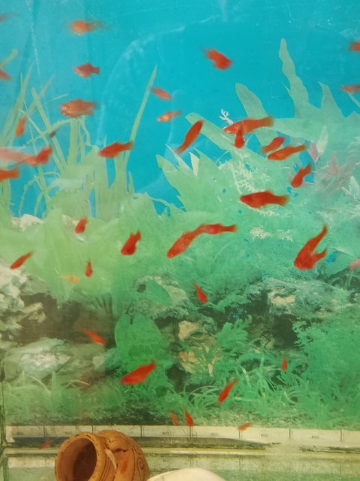 Меченосцев продам.