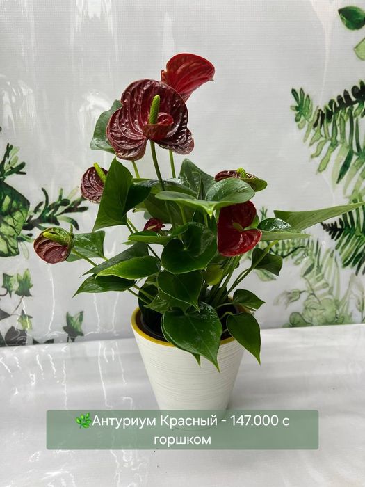 Женское счастье (спатифиллум) и мужское счастье( антуриум) и др раст