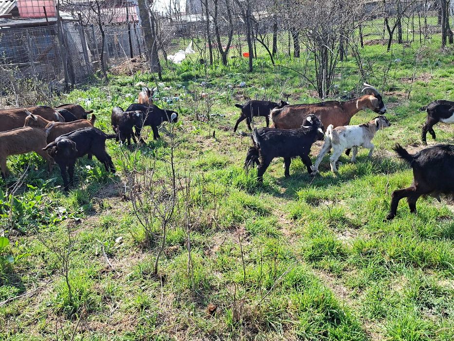 Vând iezi din rasele Anglonubian și Alpin Francez