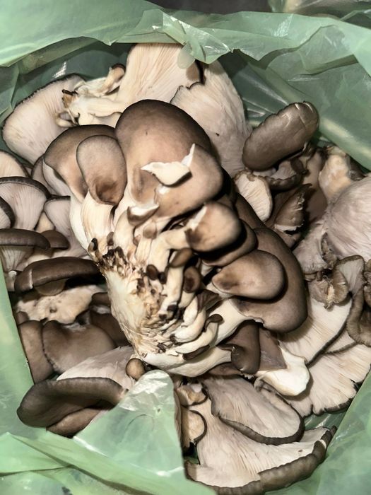 Грибы домашние парниковые  1 кг 35.000сум