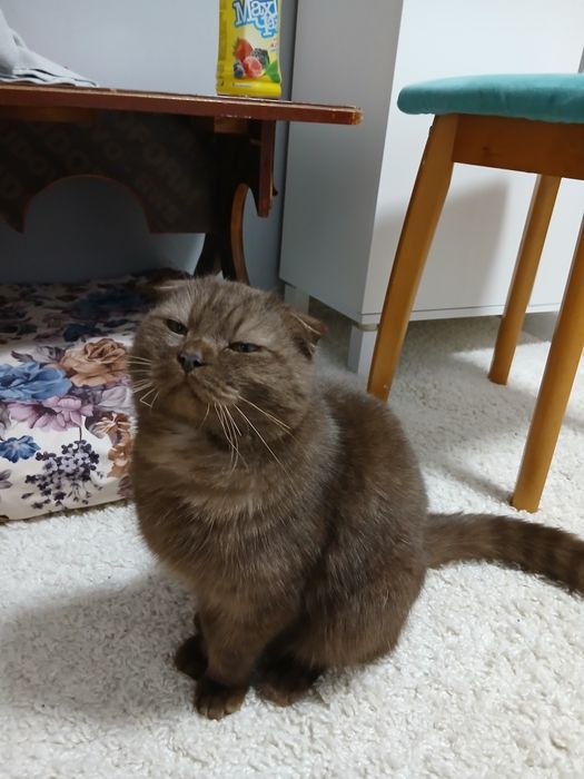 Бесплатно отдам Кота