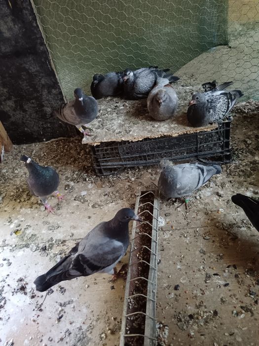 Porumbei de vânzare