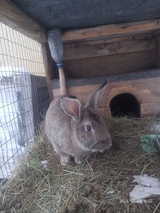 Қоян заяц кролик