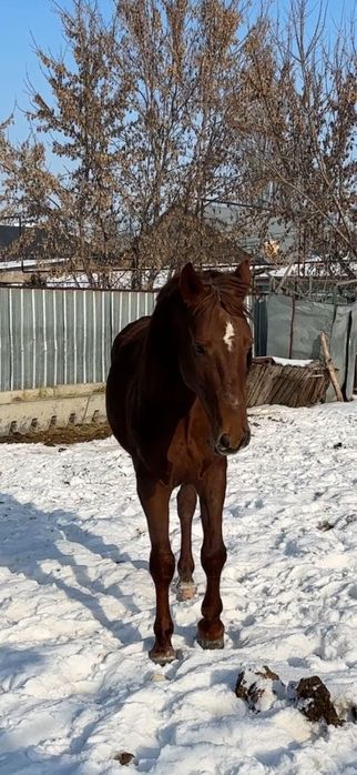 Айғыр саттылады.