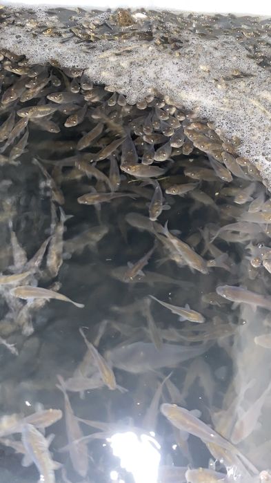 Перевозка живой рыбы