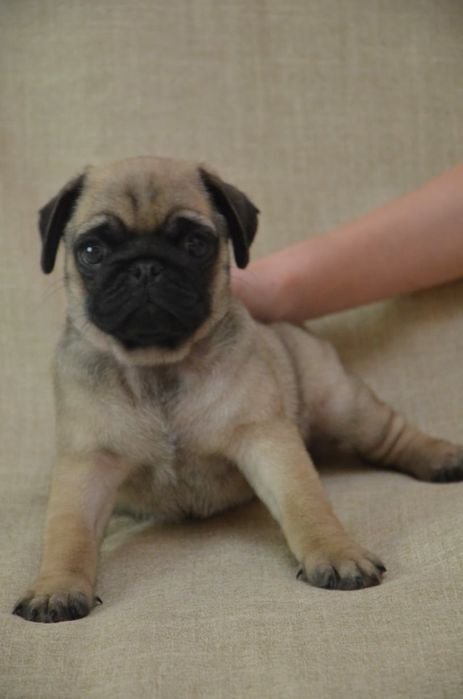 Продам щенков мопса,рассрочка каспи 0 0 12