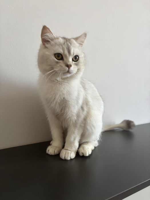 Красивый мальчик британец в добрые руки