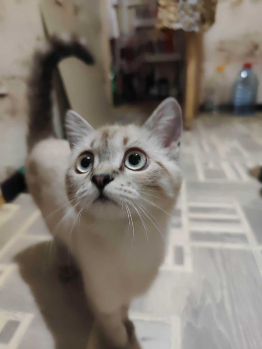 Отдам котёнка. Девочка