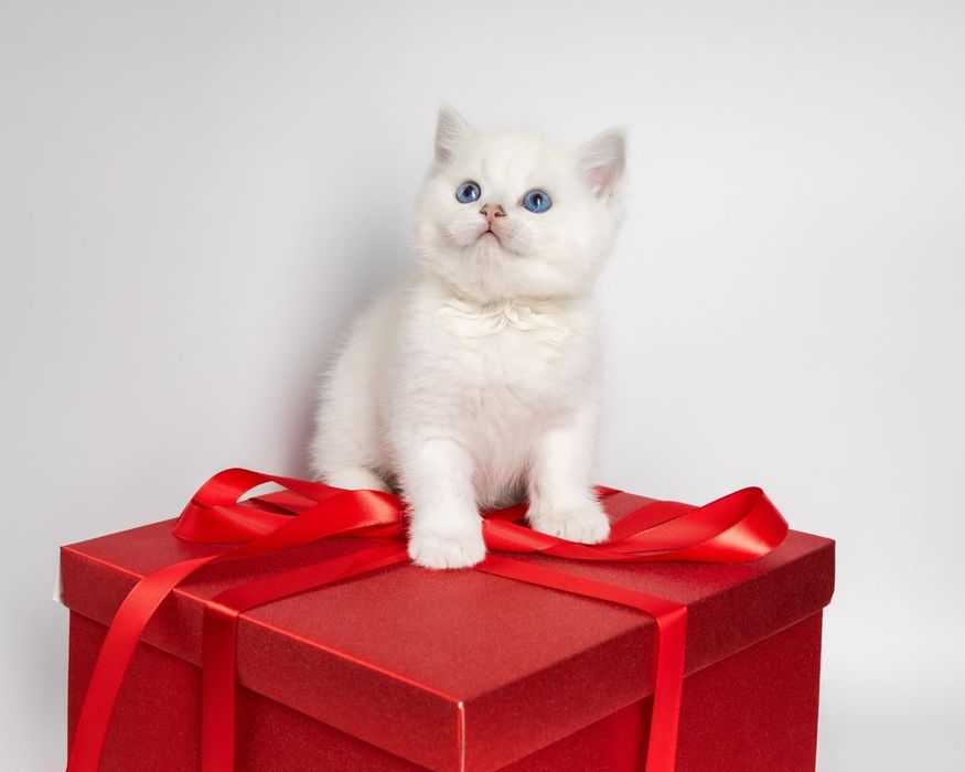 Серебро шиншилла британские котята