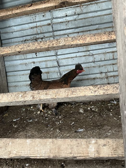 Тауыктар сатылады