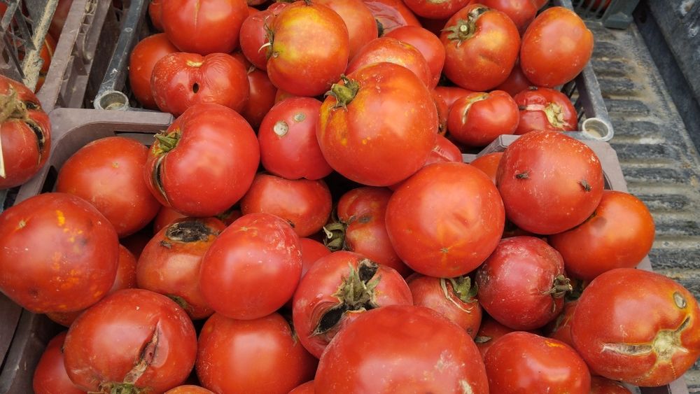 Помидоры местные на аджику