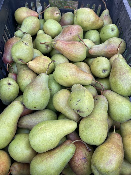 Продам Груши талгарка