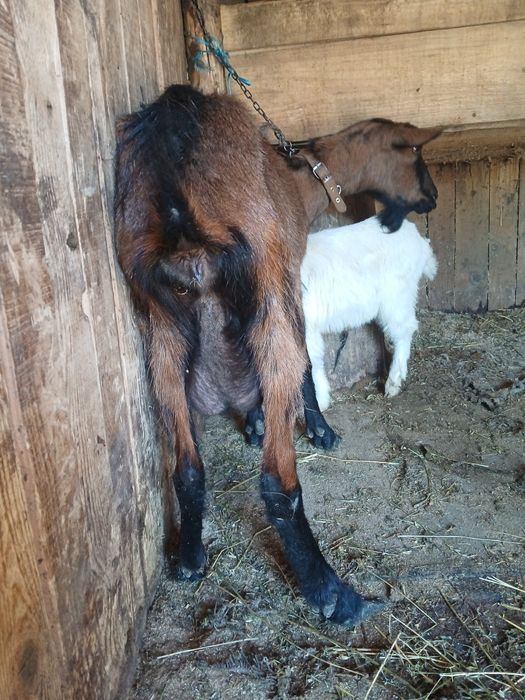 Vând capra alpina cu ed foarte bună de lapte are un ed