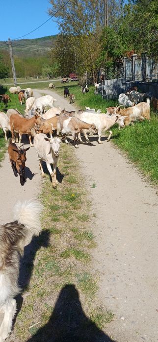 Vând capre cu iezi