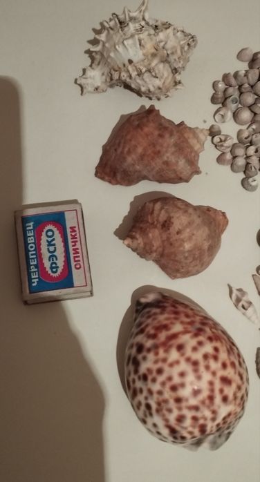 Продаю морские ракушки