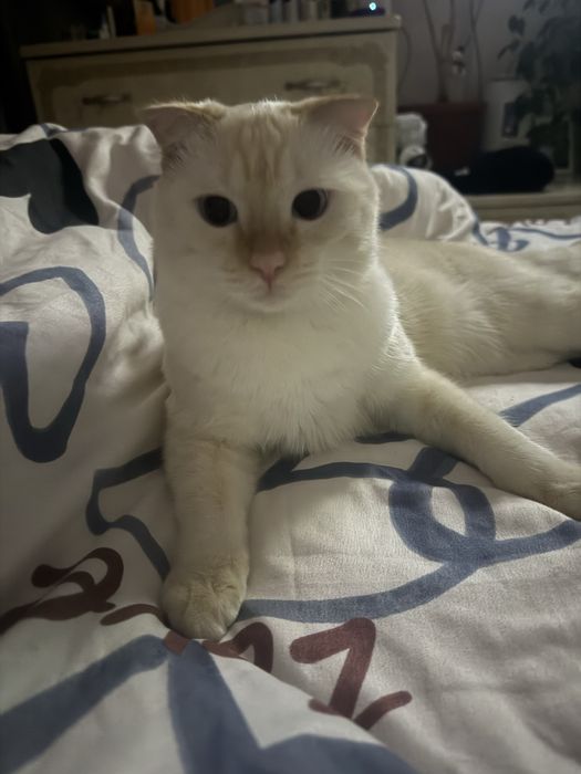 Бесплатно Котёнок британец