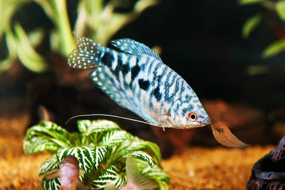 Мраморные гурами.