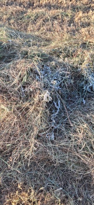 Рулон хороший этого года