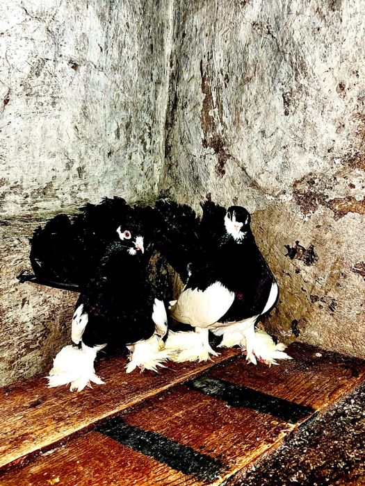 Продам голубей статных