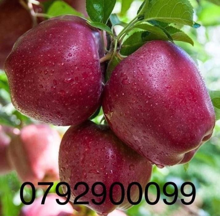 Pomi fructiferi anul 3,calitate excelentă