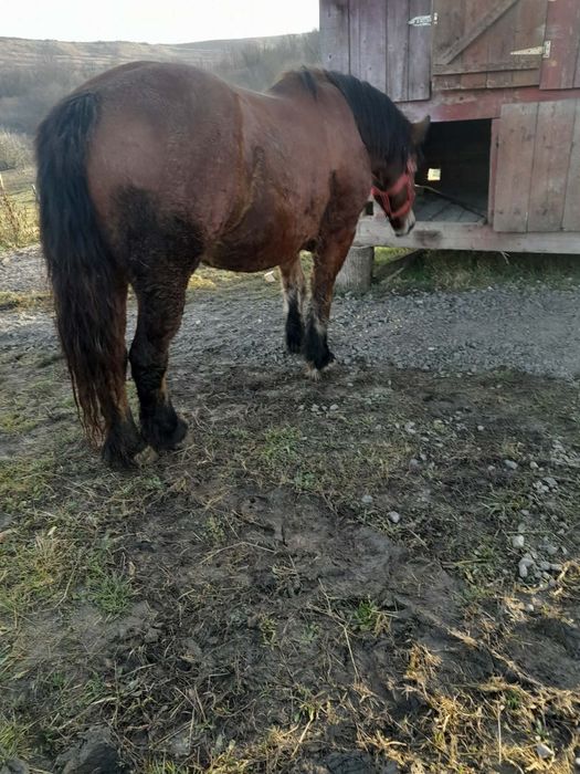 Vând mânză de 2ani