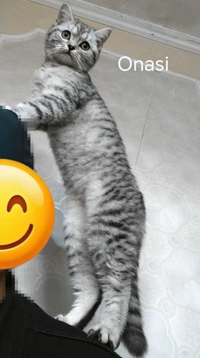 Продается котенок Scottish Fold