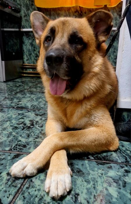 Ciobanesc German Mascul