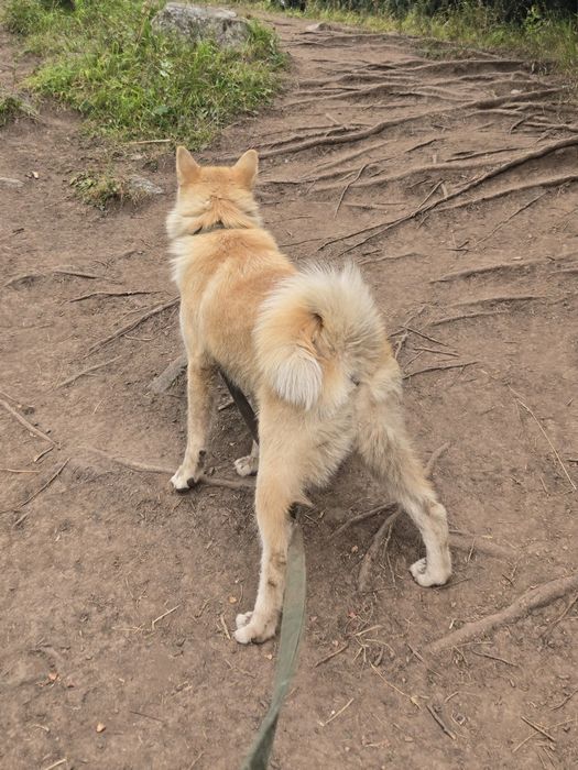 Акита ину девочка 1год и 2месяца