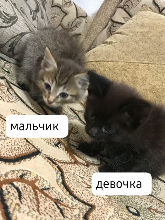 Отдам котят в добрые руки