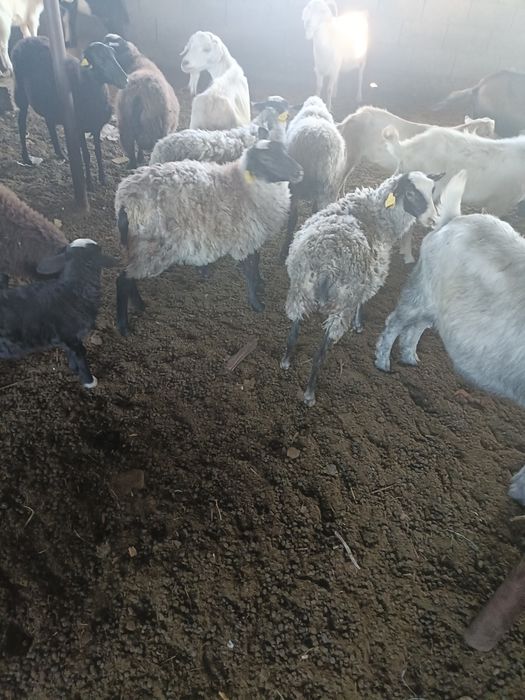 Сатылады Бир кошкар,4 еркек козы
