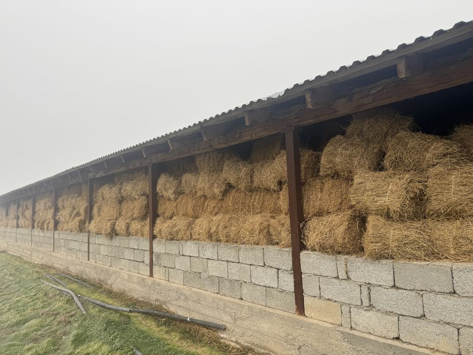 Жоңышқа ірі прес